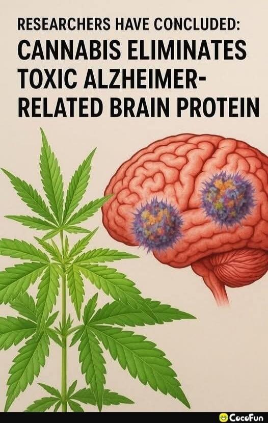 RESEARCHERS HAVE CONCLUDED: CANNABIS ELIMINATES TOXIC ALZHEIMER-RELATED BRAIN PROTEIN