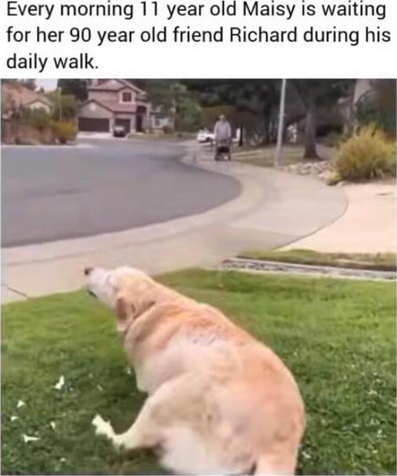 Every morning 11 year old Maisy Is waiting for her 90 year old friend Richard during his daily walk