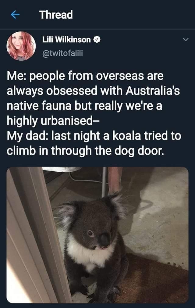 Thread J Lili Wilkinson a twitofalili Me people from overseas are ETE VAR oL LE Rl A WA TS TS GELNCRETHEN oL CEUVAYEY CES highly urbanised Y AT R E TS 1T W G ER iAo B o climb in through the dog door