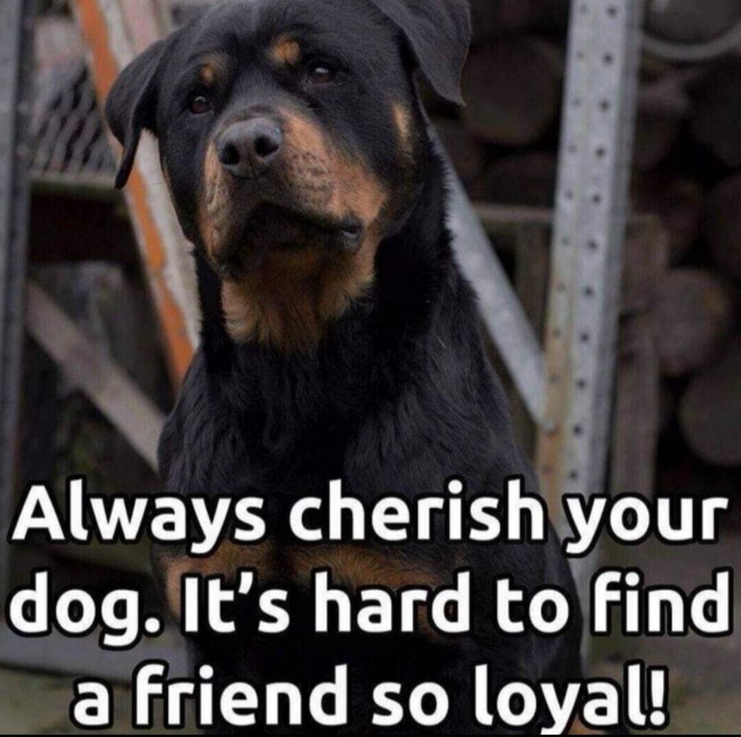 Always cherish your dog. It's hard to find a friend so loyal!