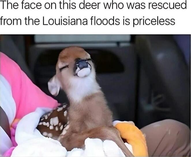 deer who was rescued rom the Louisiana floods is priceless