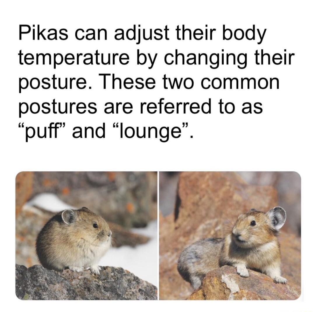 Pikas can adjust their body temperature by changing their posture These two common postures are referred to as puff and lounge