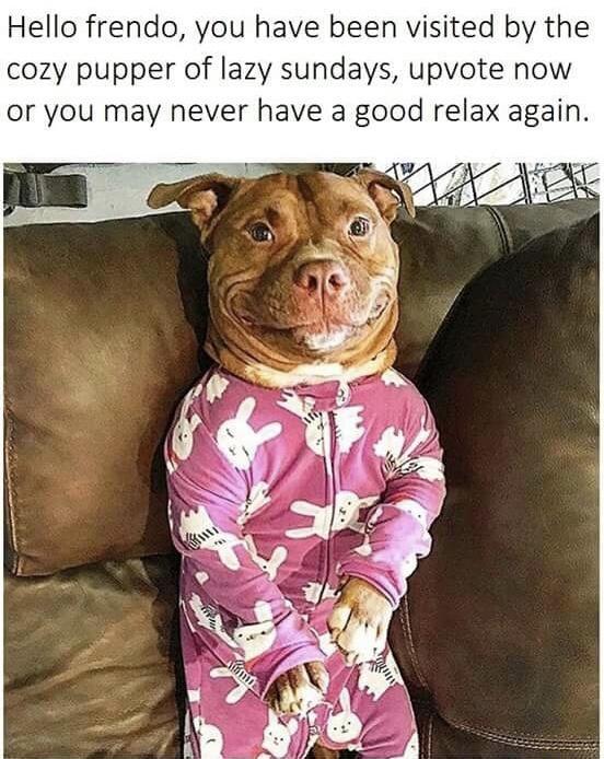 Hello frendo you have been visited by the cozy pupper of lazy sundays upvote now or you may never have a good relax again