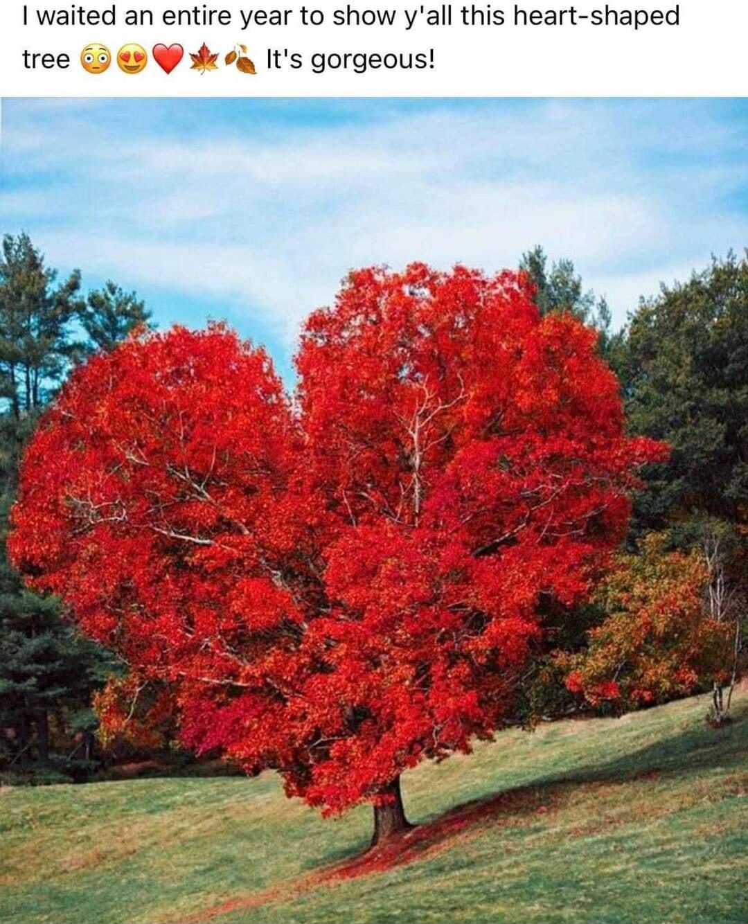 waited an entire year to show yall this heart shaped tree 3 9 s 94 Its gorgeous