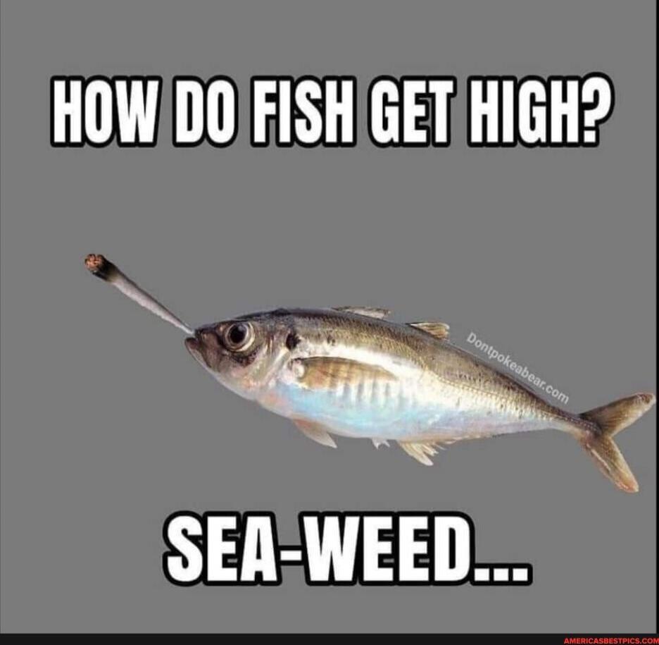 HOW DO FISH GET HIGH? SEA-WEED...