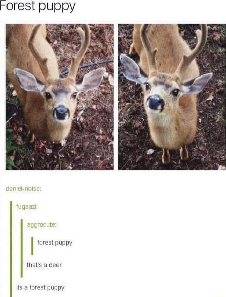 orest puppy thats a deer forest puppy I its a forest puppy