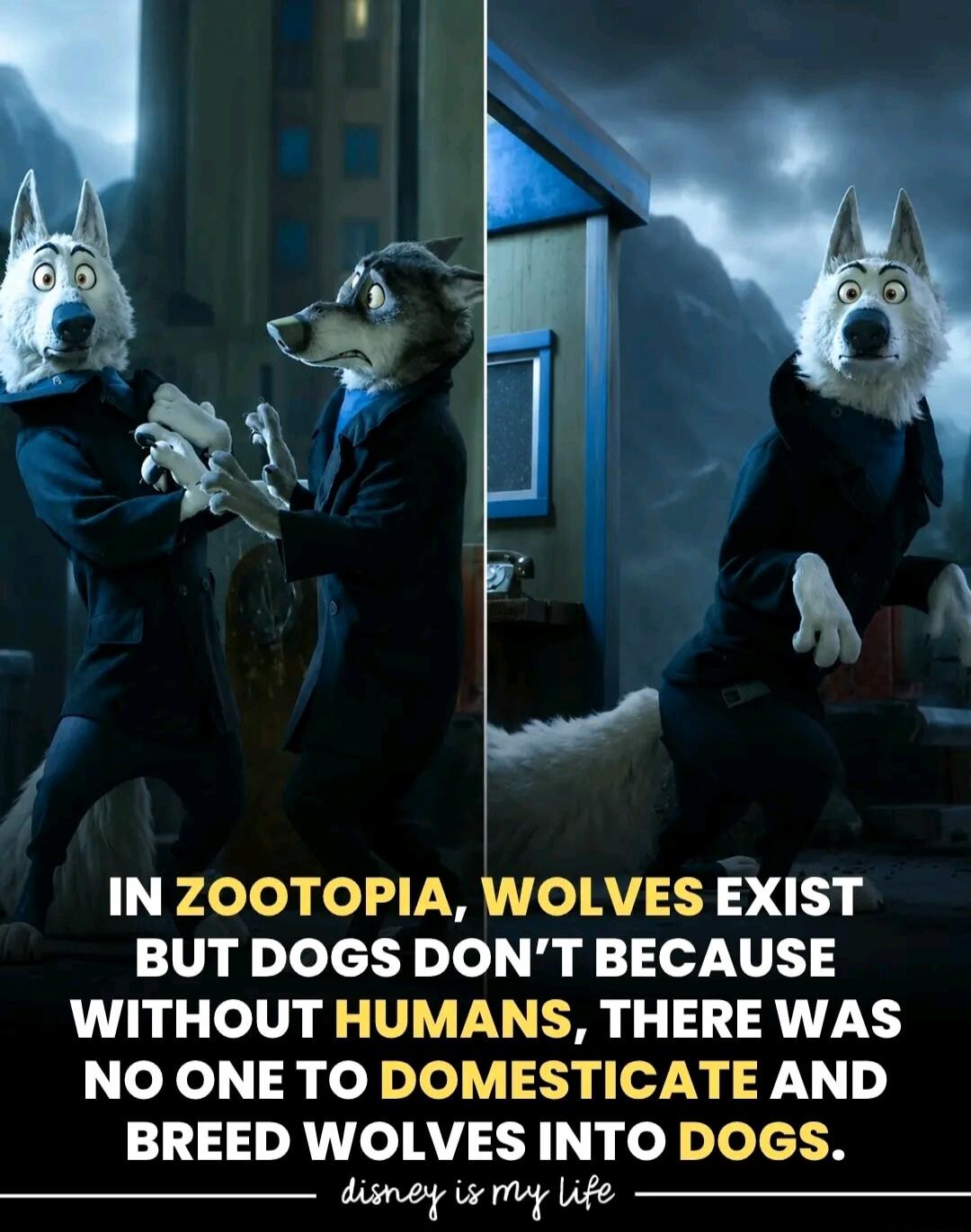 IN ZOOTOPIA, WOLVES EXIST BUT DOGS DON'T BECAUSE WITHOUT HUMANS, THERE WAS NO ONE TO DOMESTICATE AND BREED WOLVES INTO DOGS. disney is my life