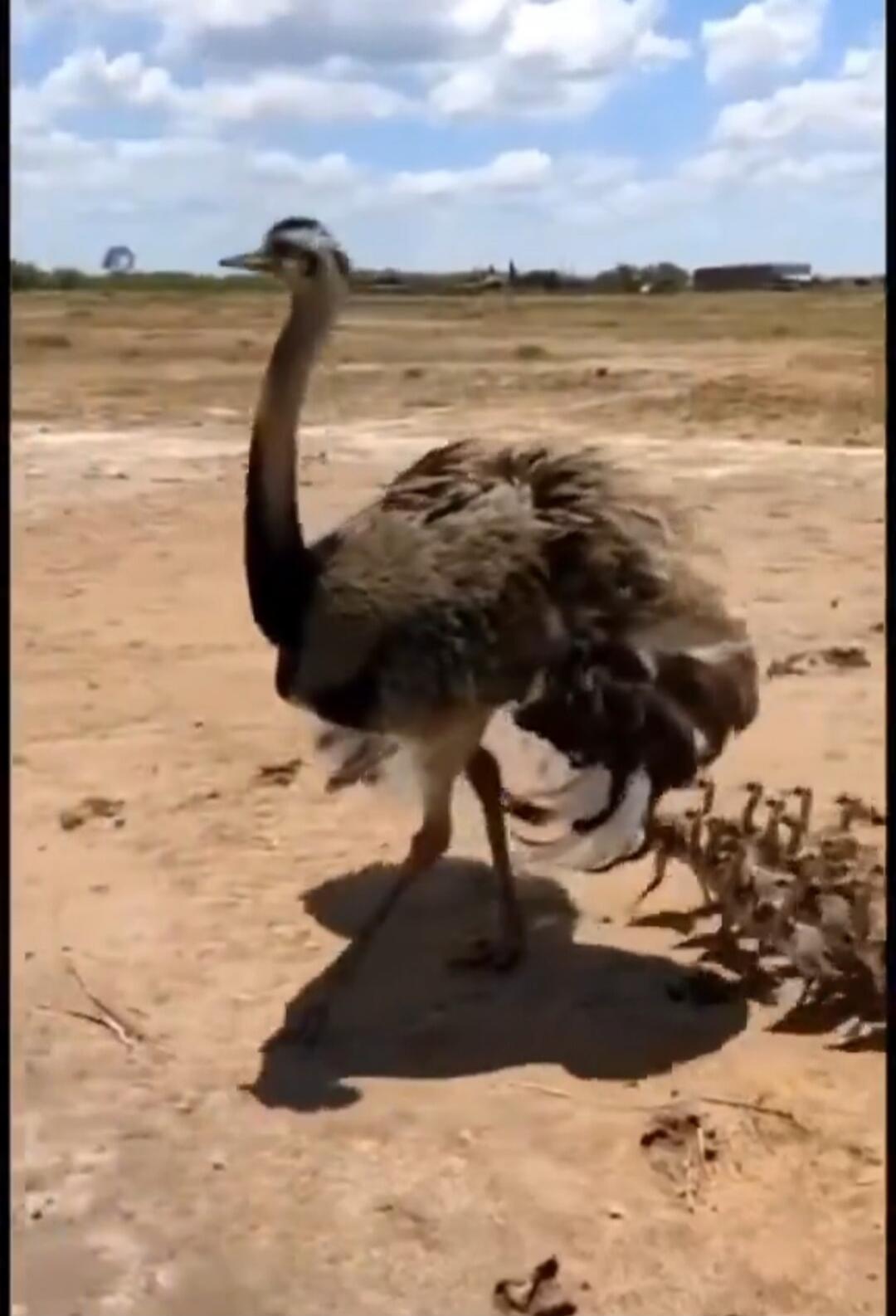 An ostrich standing in a desert-like landscape.