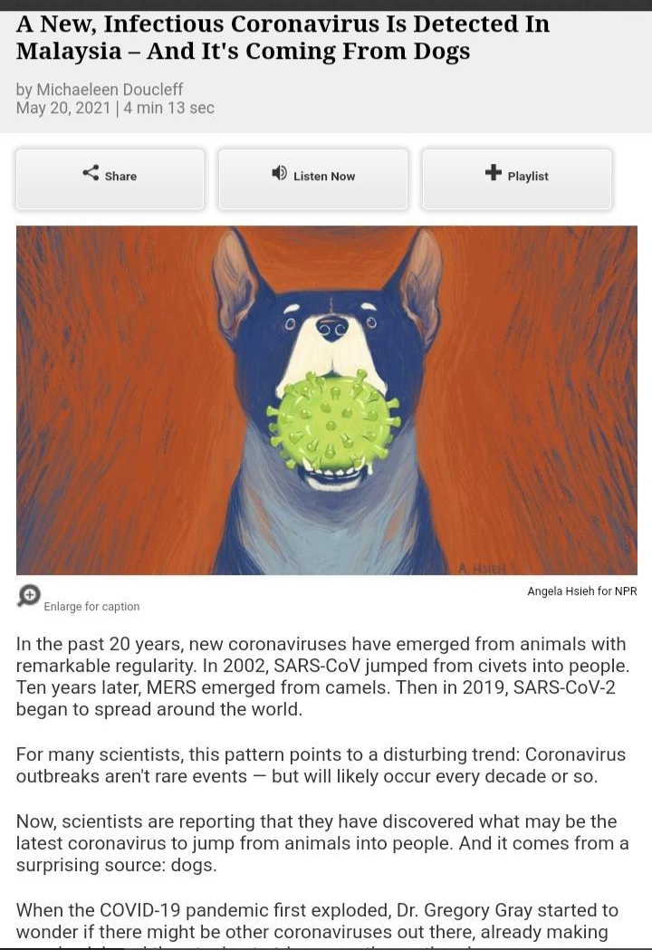 A New Infectious Coronavirus Is Detected In Malaysia And Its Coming From Dogs by Michaeleen Doucleff May 202021 4 min 13 sec share 0 Listen Now playiist o Angela Hsieh for NPR Enlarge for caption In the past 20 years new coronaviruses have emerged from animals with remarkable regularity In 2002 SARS CoV jumped from civets into people Ten years later MERS emerged from camels Then in 2019 SARS CoV 2