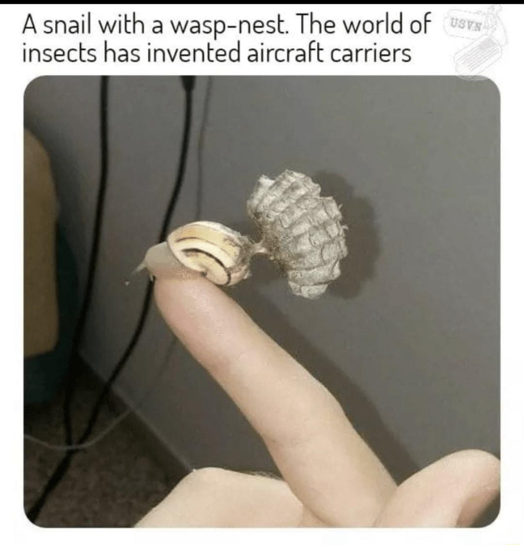 A snail with a wasp nest The world of insects has invented aircraft carriers