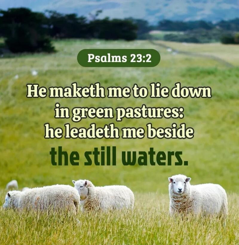 Psalms 23:2 He maketh me to lie down in green pastures: he leadeth me beside the still waters.