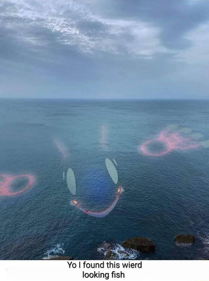 i Yo found this wierd looking fish