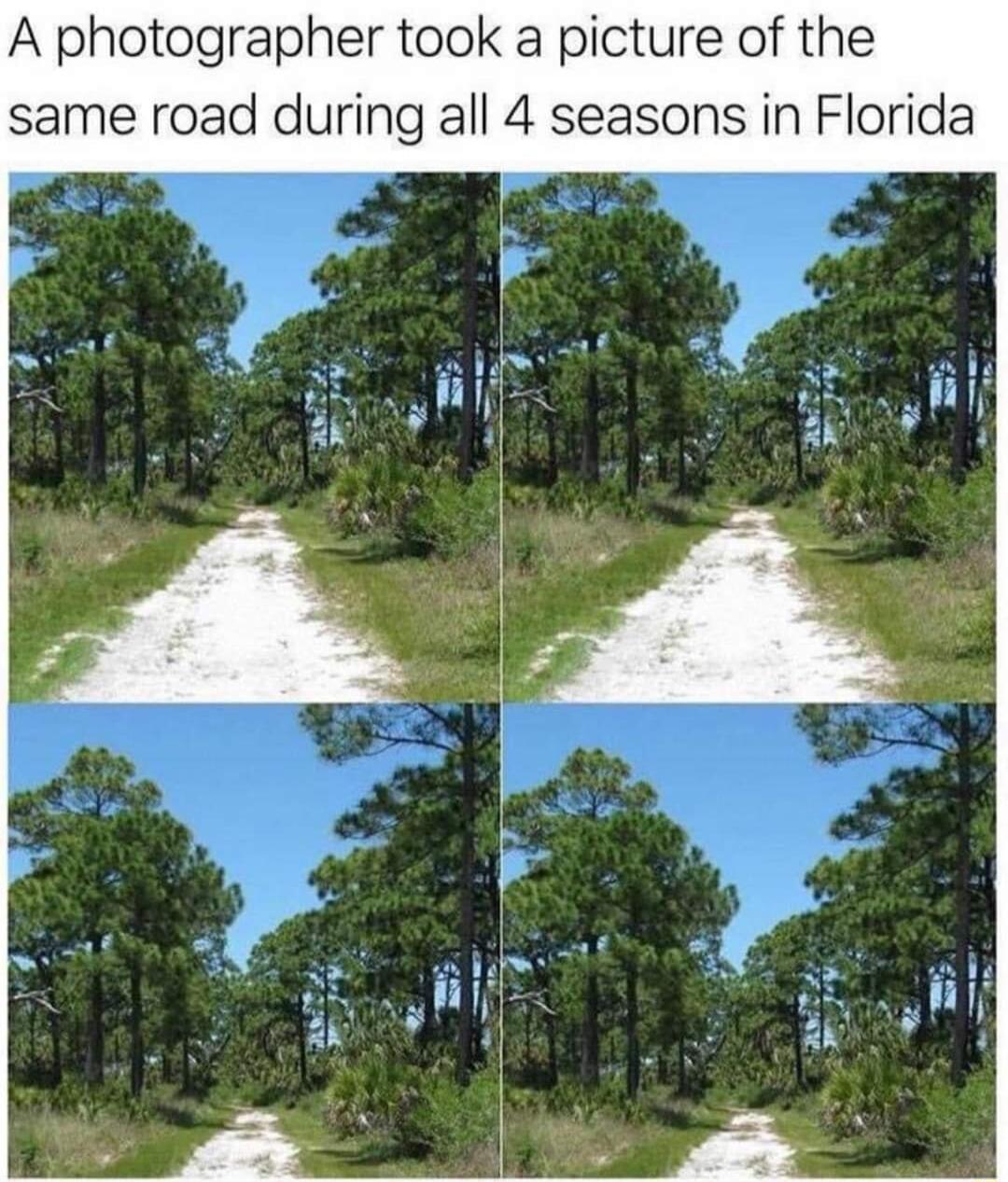 A photographer took a picture of the same road during all 4 seasons in Florida