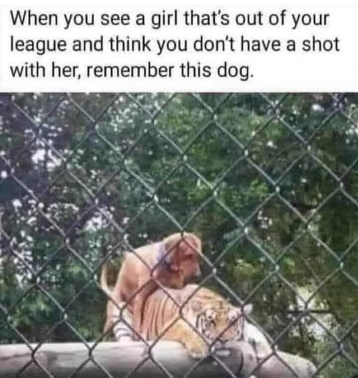 When you see a girl that's out of your league and think you don't have a shot with her, remember this dog.
