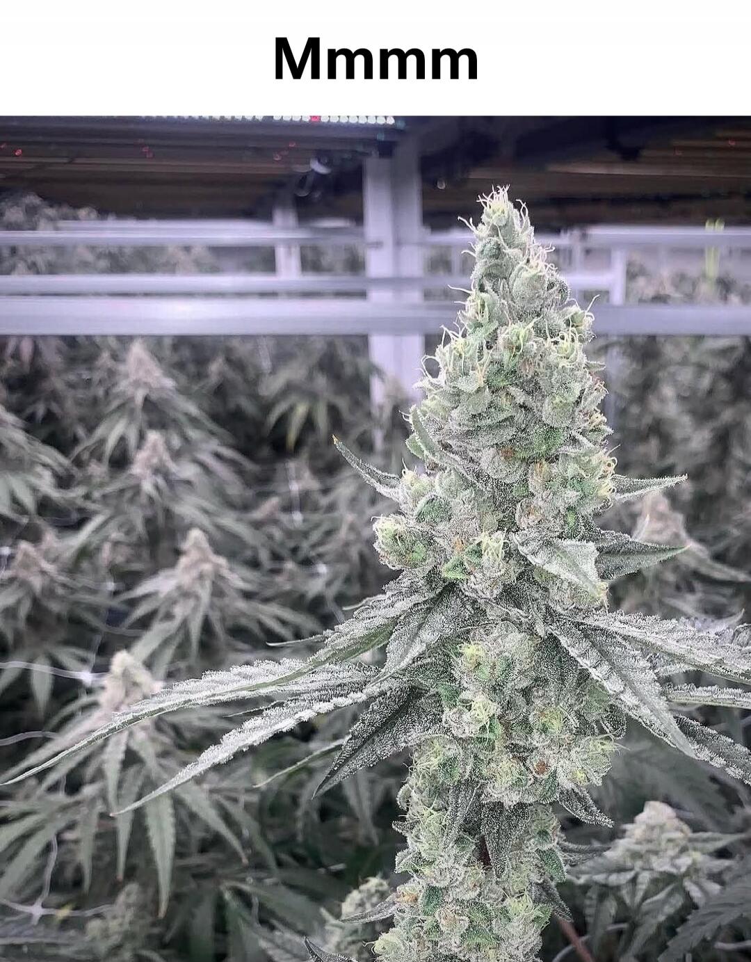 Mmmm