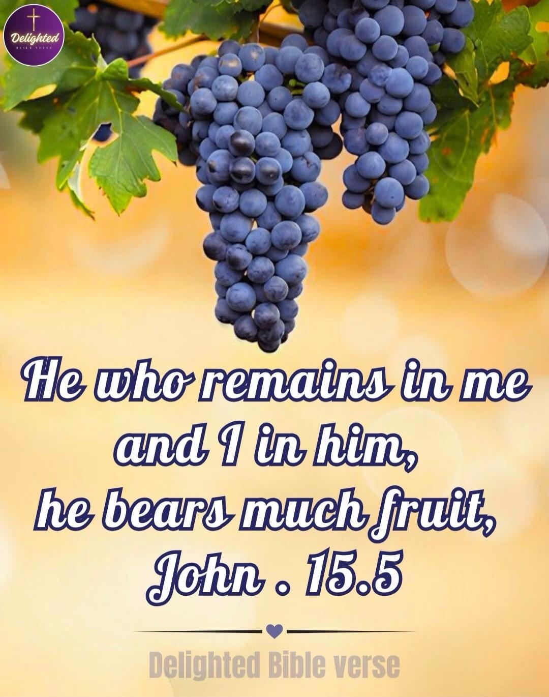 He who remains in me and I in him, he bears much fruit, John. 15.5. Delighted Bible verse.