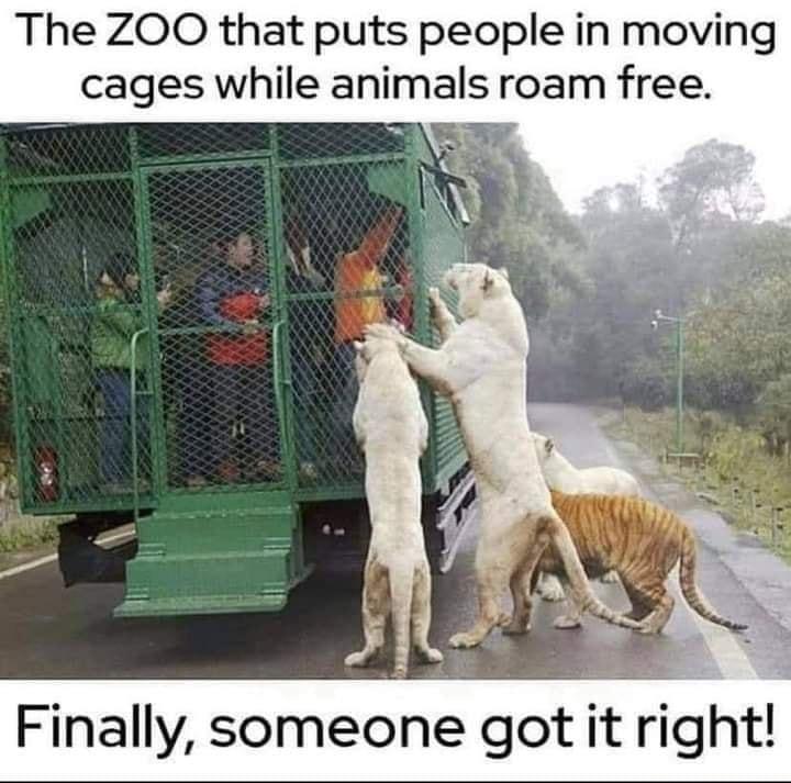 The ZOO that puts people in moving cages while animals roam free 3 Finally someone got it right