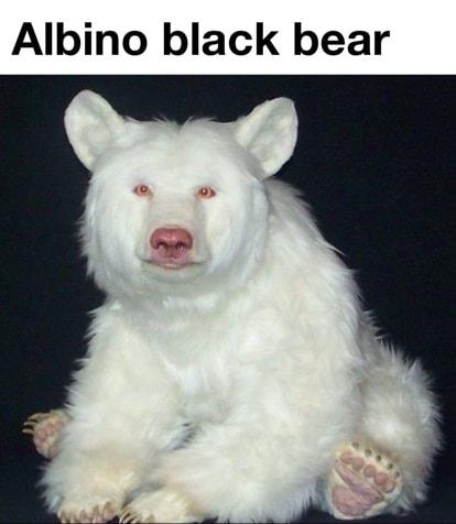 Albino black bear