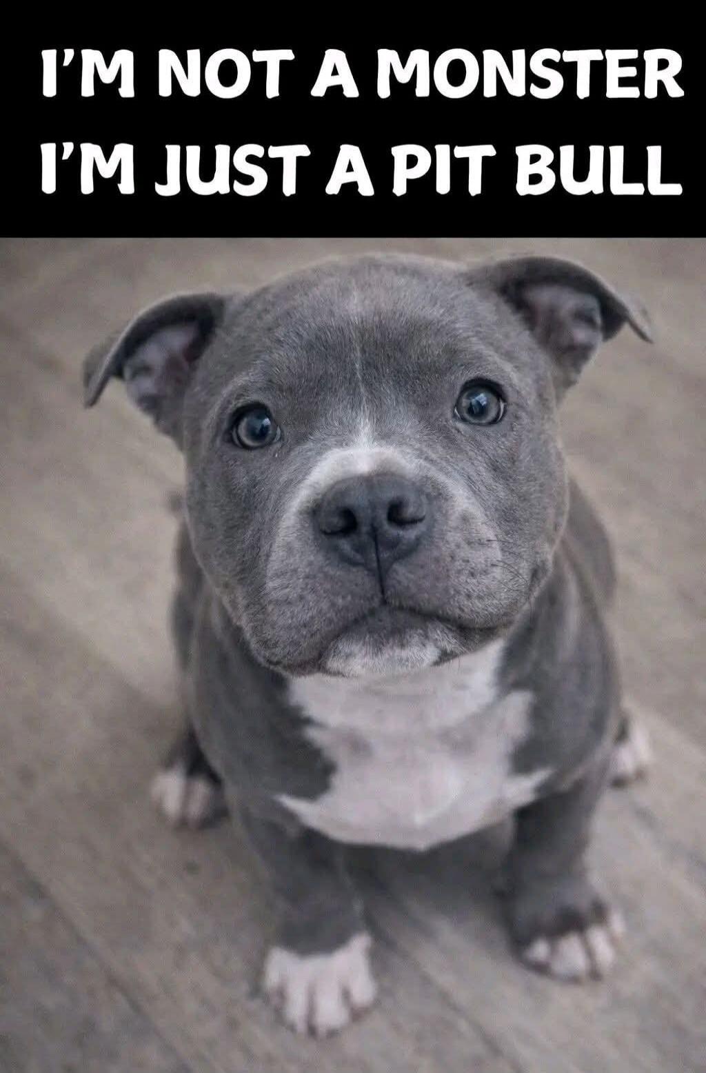 I'M NOT A MONSTER I'M JUST A PIT BULL