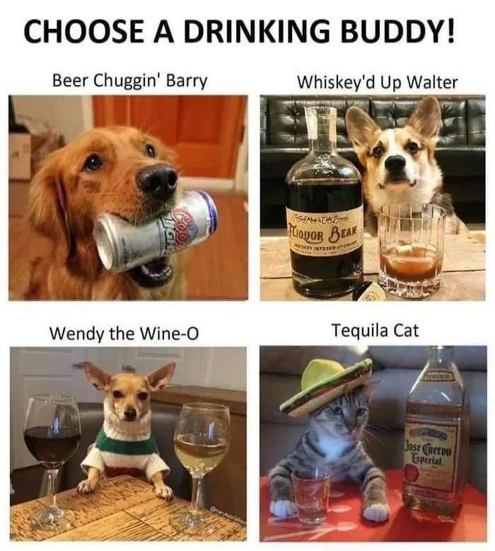 CHOOSE A DRINKING BUDDY! Beer Chuggin' Barry Whiskey'd Up Walter Wendy the Wine-O Tequila Cat
