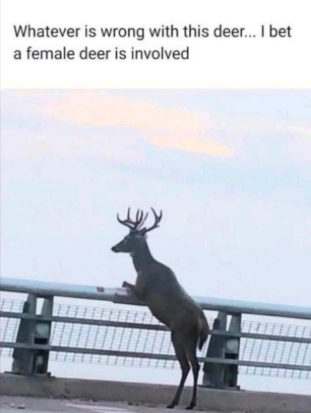 Whatever is wrong with this deer... I bet a female deer is involved