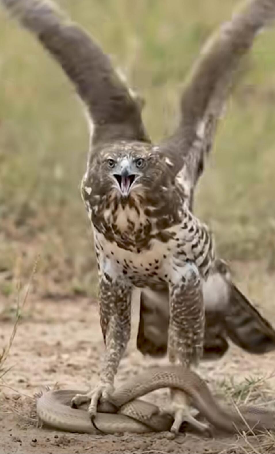 A large raptor with its wings raised, gripping a coiled snake with its talons.