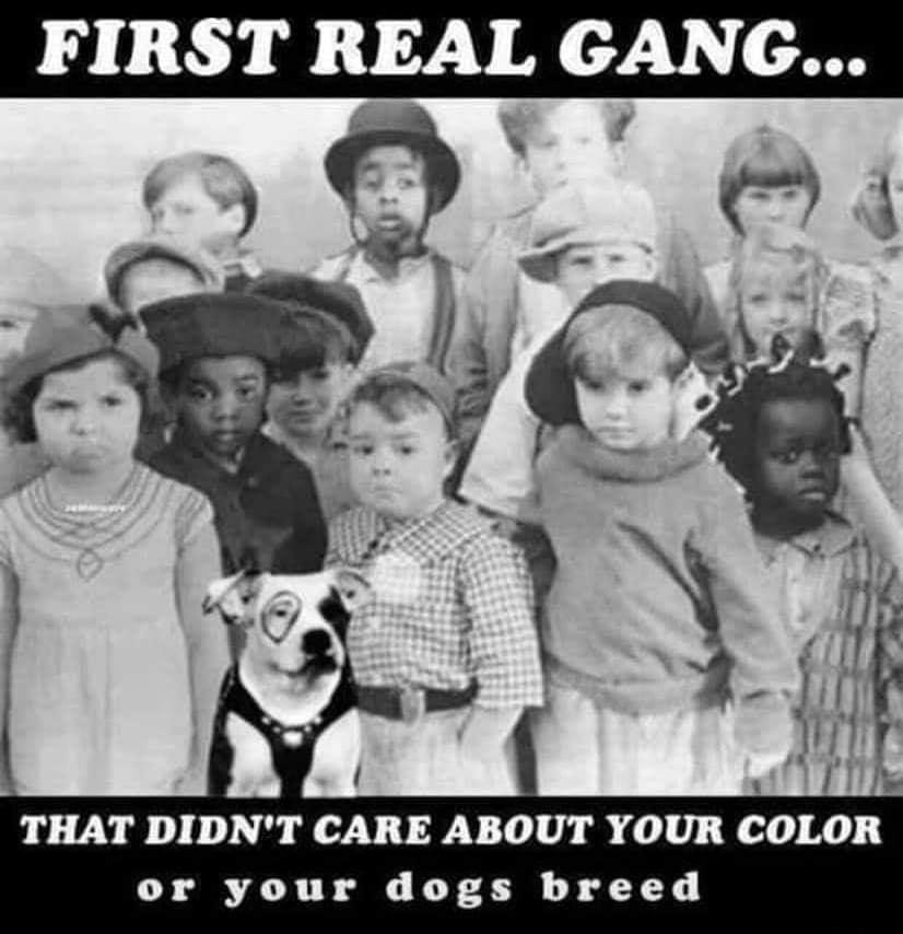 FIRST REAL GANG _ THAT DIDNT CARE ABOUT YOUR COLOR or your dogs breed