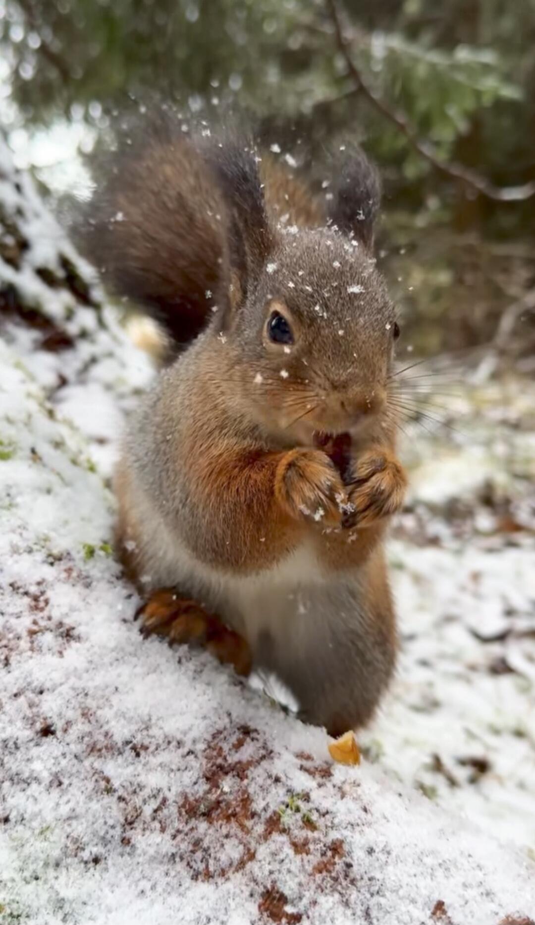 A cute red squirrel in a snowy forest, nibbling on food.
