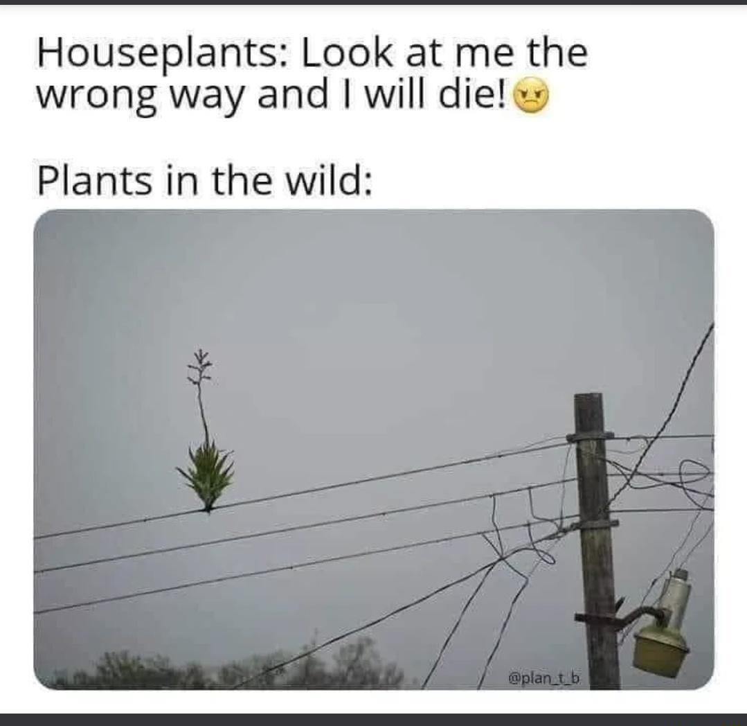 Houseplants Look at me the wrong way and will diel e Plants in the wild