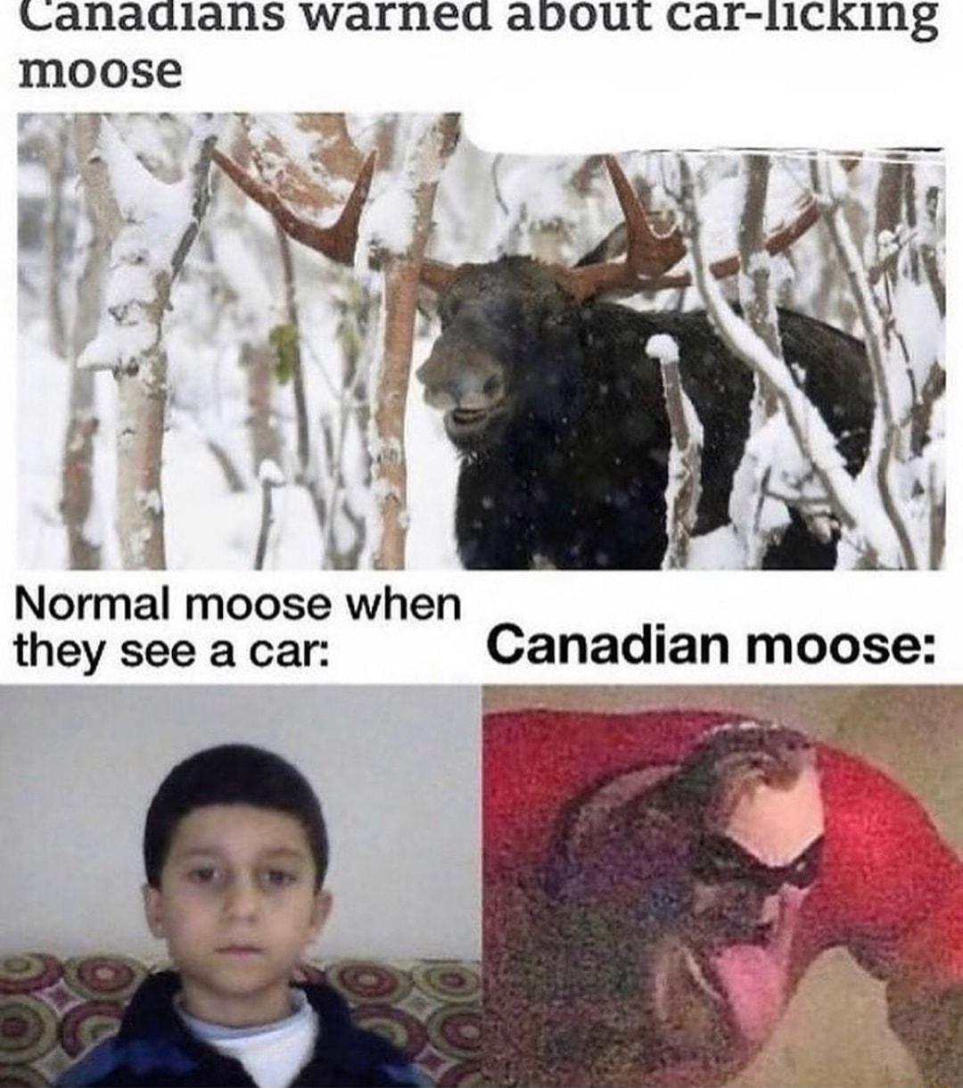 Canadlans warned about Car 11CKing moose Normal moose when they see a car Canadlan moose