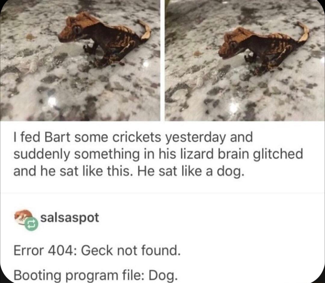 fed Bart some crickets yesterday and suddenly something in his lizard brain glitched and he sat like this He sat like a dog salsaspot Error 404 Geck not found LBooing program fil