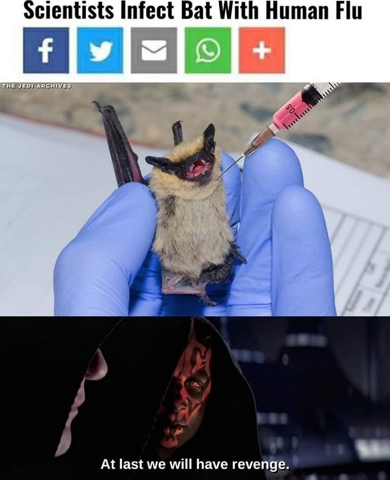 Scientists Infect Bat With Human Flu Atlast we will have revenge