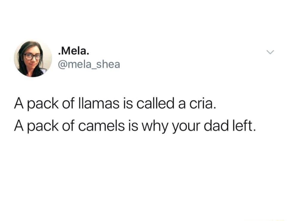 Mela mela_shea A pack of llamas is called a cria A pack of camels is why your dad left