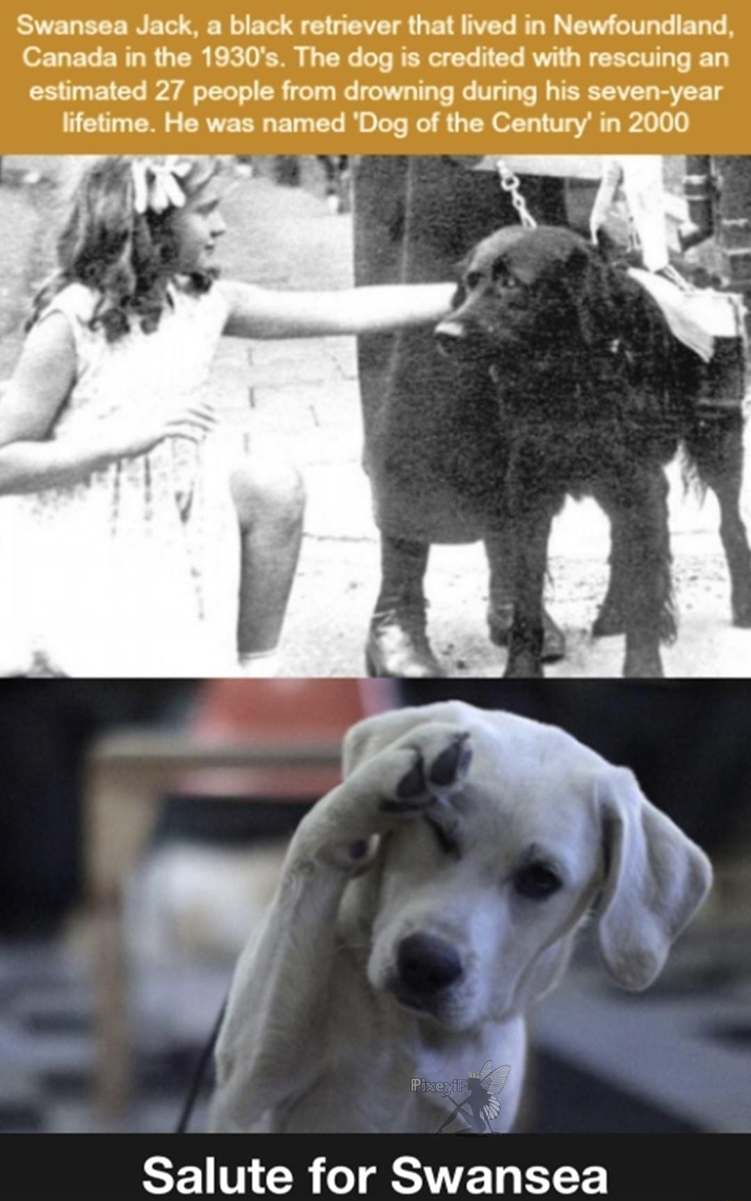 Swansea Jack a black retriever that lived in Newfoundland Canada in the 1930s The dog is credited with rescuing an estimated 27 people from drowning during his seven year lifetime He was named Dog of the Century in 2000 a Salute for Swansea