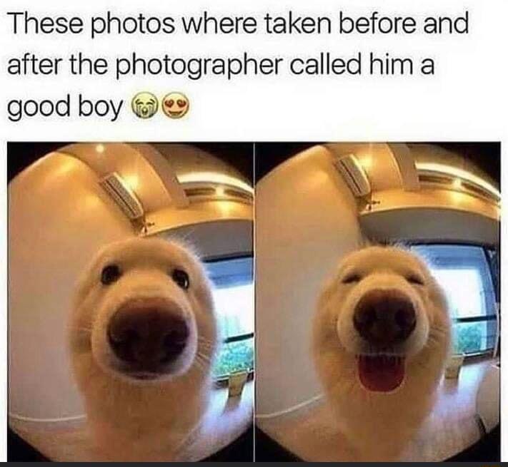 These photos where taken before and after the photographer called him a good boy