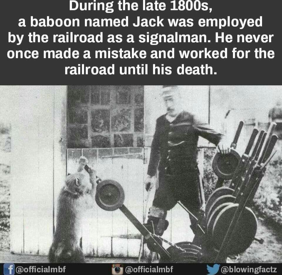 During the late 1800s a baboon named Jack was employed O RUCNENGEGE RSO E D MG C VT once made a mistake and worked for the railroad until his death