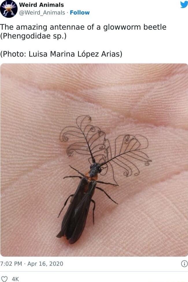 Weird_Animals Follow he amazing antennae of a glowworm beetle Phengodidae sp Photo Luisa Marina Lopez Arias 702 PM Apr 16 2020 4K