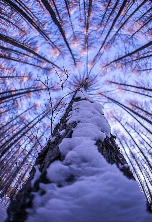 Snow-covered tree trunk viewed from below, with branches reaching toward blue sky.