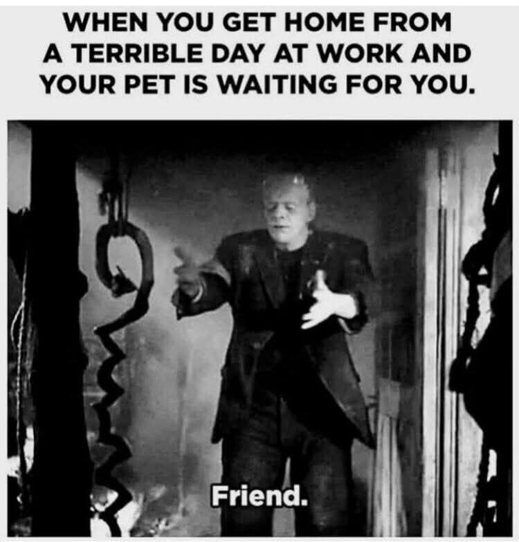 WHEN YOU GET HOME FROM A TERRIBLE DAY AT WORK AND YOUR PET IS WAITING FOR YOU. Friend.