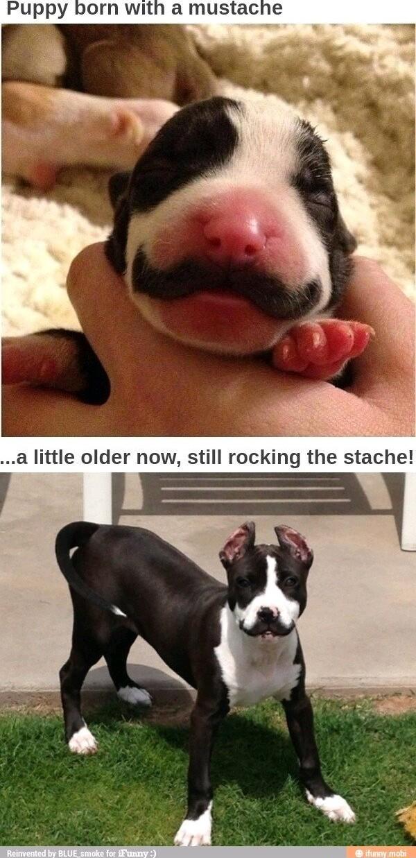Puppy born with a mustache a little older now still rocking the stache