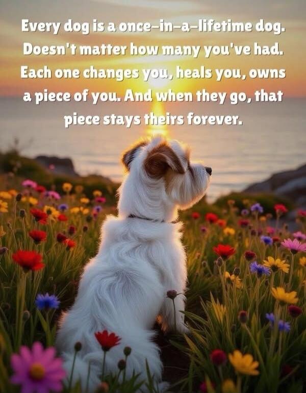 Every dog is a once-in-a-lifetime dog. Doesn't matter how many you've had. Each one changes you, heals you, owns a piece of you. And when they go, that piece stays theirs forever.
