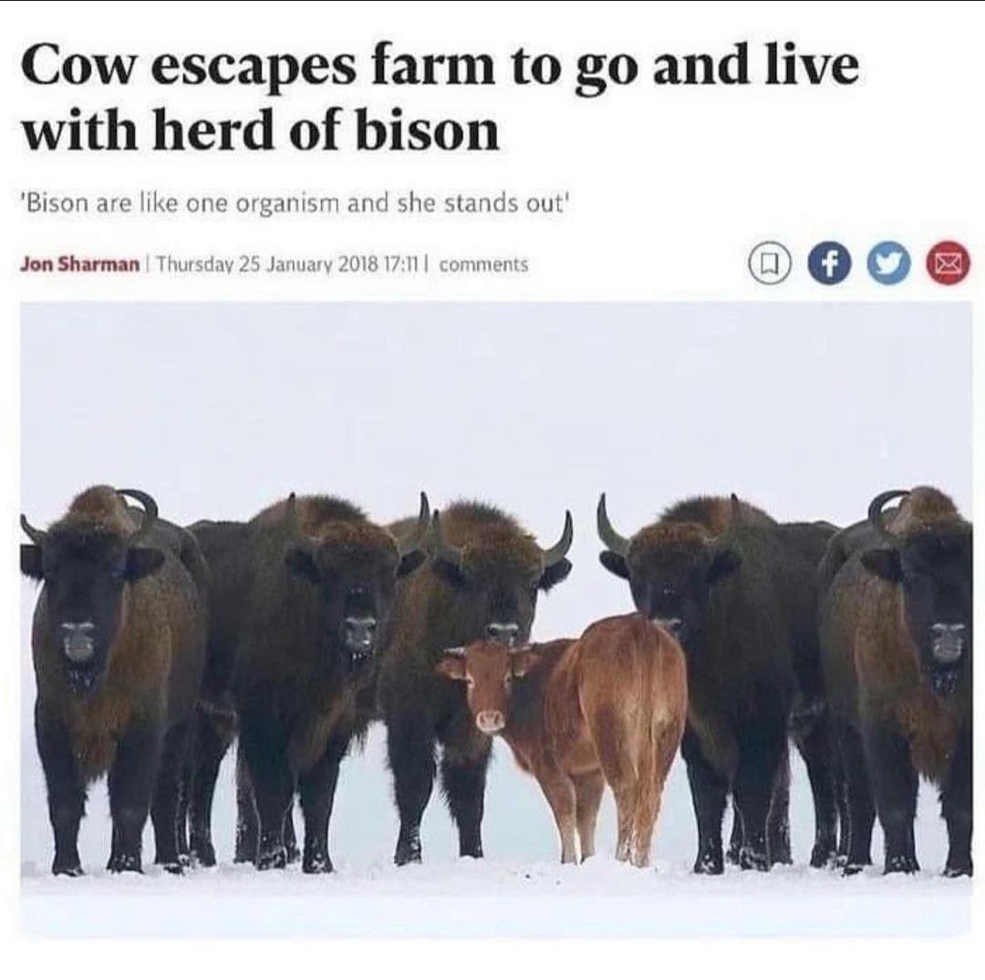 Cow escapes farm to go and live with herd of bison Jon Sharman p 0006