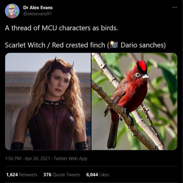 Dr Alex Evans alexevans1 AR aIETe Kol VY UNG ET e TR ol e Scarlet Witch Red crested finch Dario sanches R R l N A 1 156 PM Apr 26 2021 Twitter Web App 1624 Retweets 376 Quote Tweets 6044 Likes