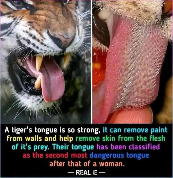 A tigers tongue is so strong it can remove paint from walls and help remove skin from the flesh npl after khat oi EXLLUELN REAL E