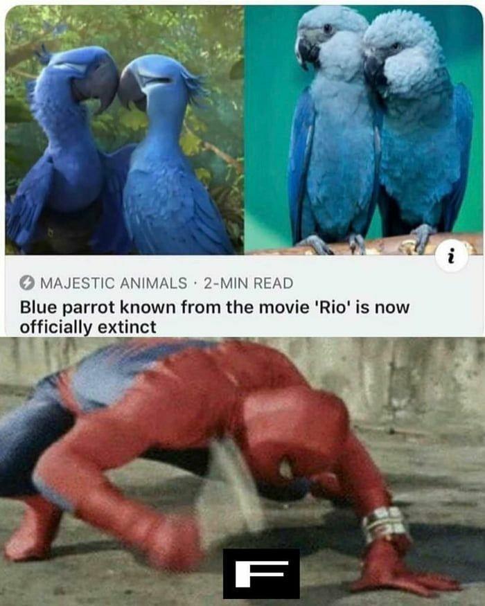 MAJESTIC ANIMALS 2 MIN READ Blue parrot known from the movie Rio is now officially extinct