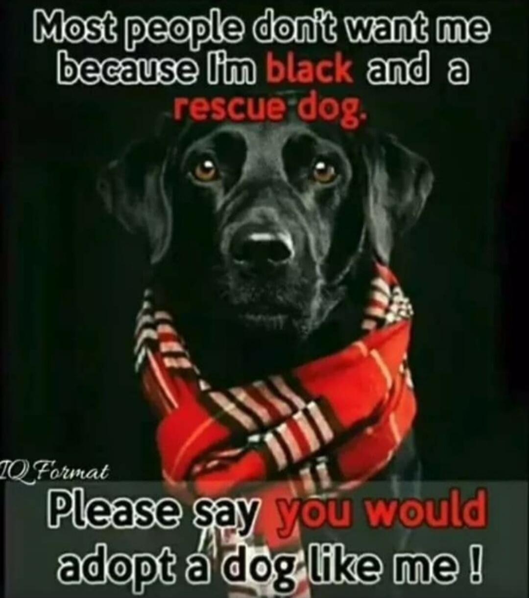 Most people don't want me because I'm black and a rescue dog. Please say you would adopt a dog like me!