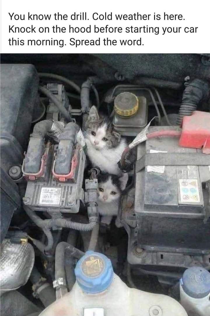 You know the drill Cold weather is here Knock on the hood before starting your car this morning Spread the word