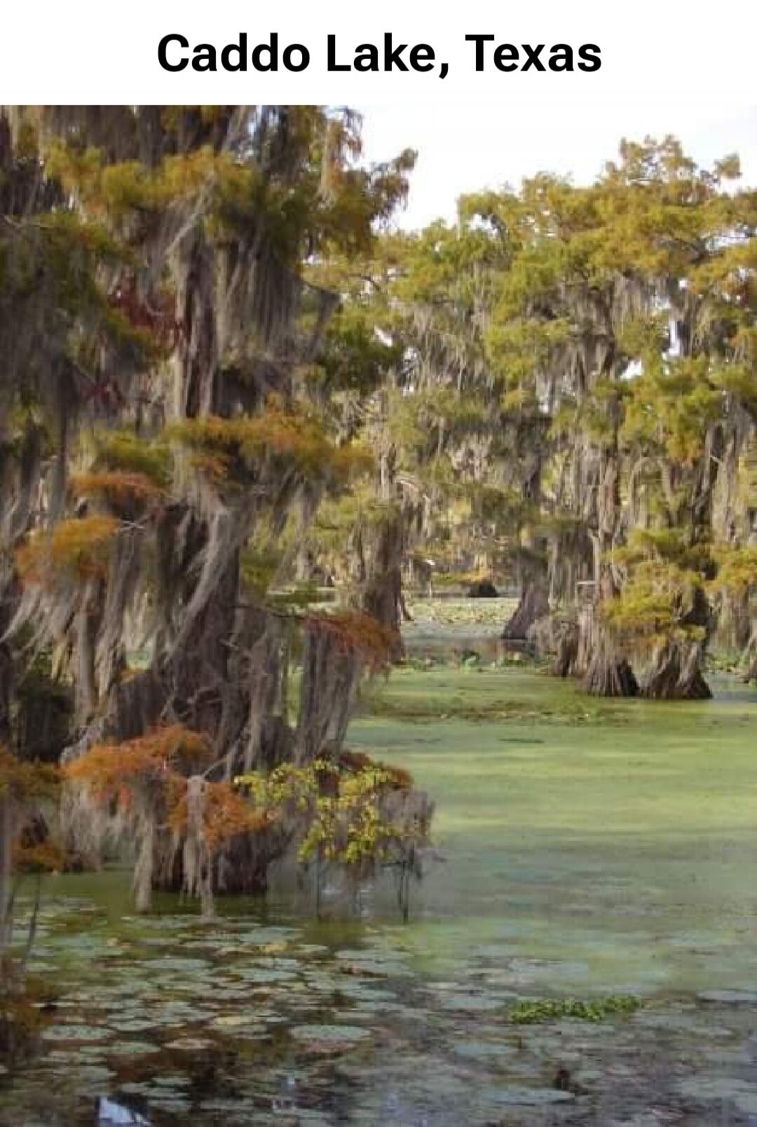 Caddo Lake, Texas