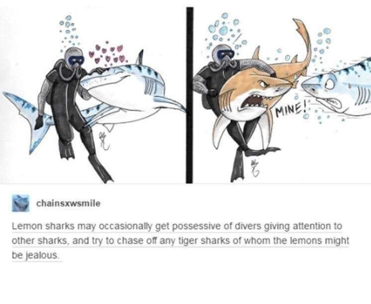T Lemon sharks may occasionall get possessive of divers giving aftention o other sharks and try to chase off any tiger sharks of whom the lemons might be jeaious
