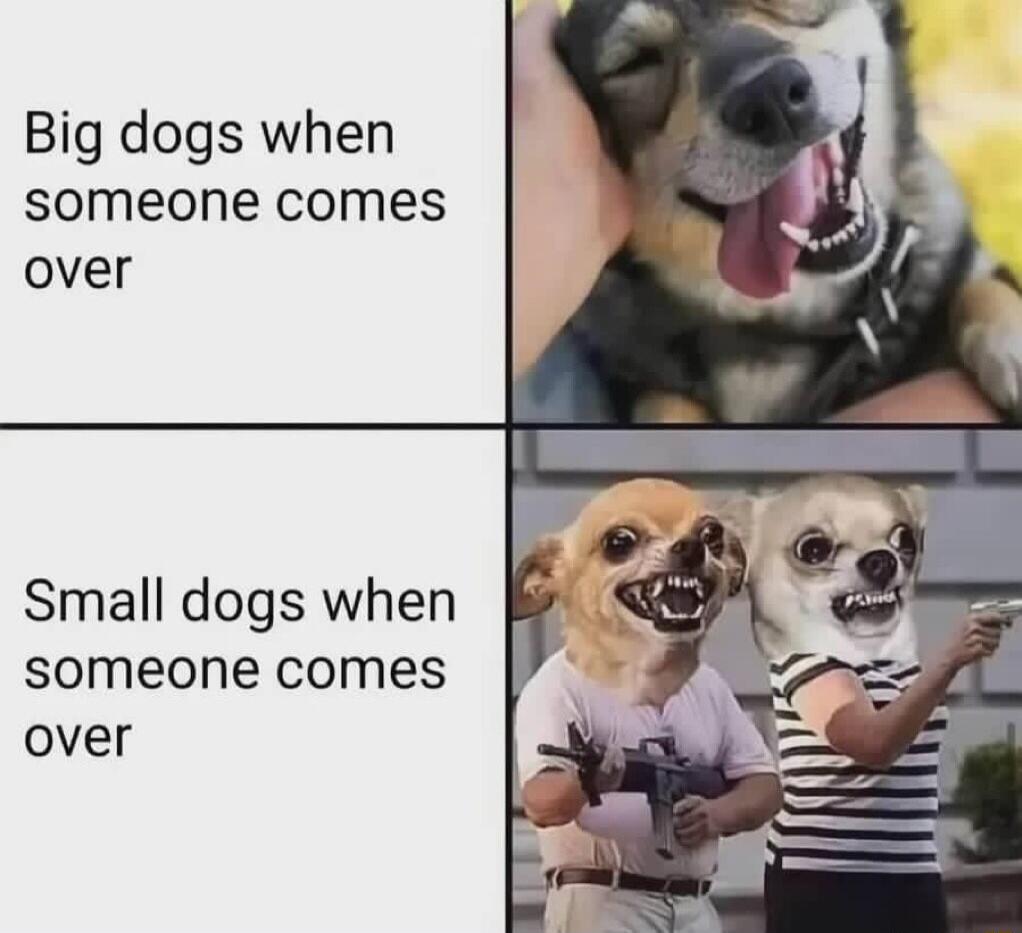 Big dogs when someone comes over Small dogs when someone comes over